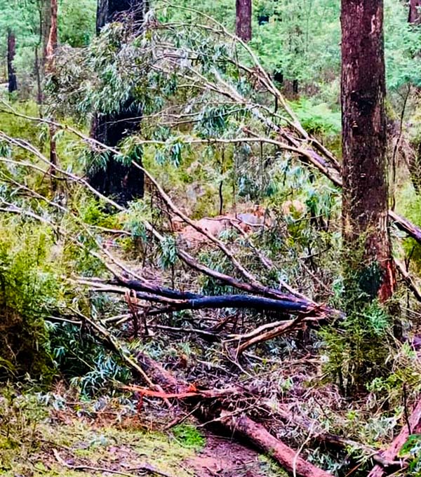 Big uprooted tree over trail