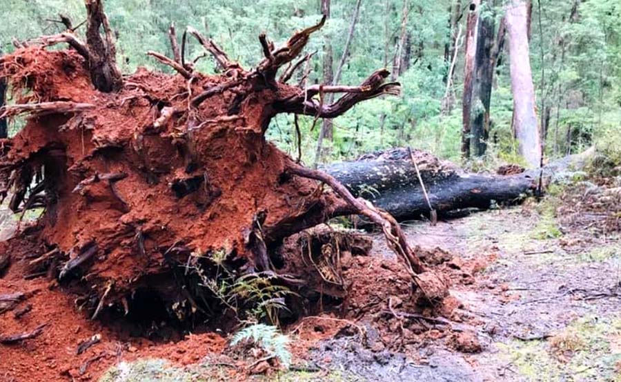 Big uprooted tree over trail